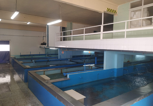 Mariscos Trelles - piscinas y criaderos piscinas de mariscos trelles