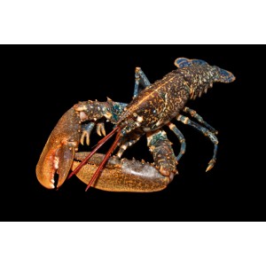 Bogavante europeo Bogavante europeo