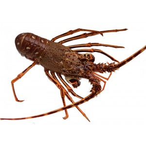 Langosta roja Langosta roja