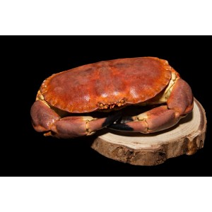 Buey COCIDO Buey COCIDO