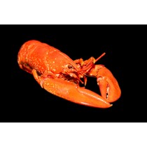 Bogavante europeo COCIDO