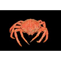 Centollo de la ría COCIDO