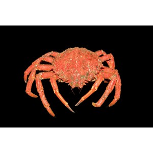 Centollo de la ría COCIDO